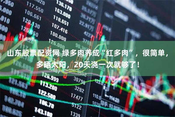 山东股票配资网 绿多肉养成“红多肉”，很简单，多晒太阳，20天浇一次就够了！